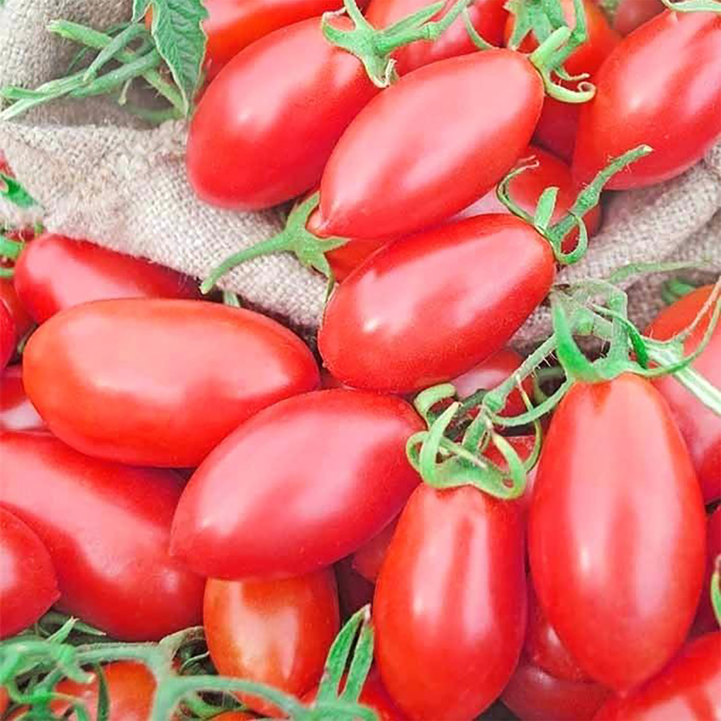 Томат сибирский гроздевой. Помидоры люба. Обжорка сорт помидоров. Обжорка семена помидоры. Томат обжорка.